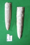 Belemnitella mucronata