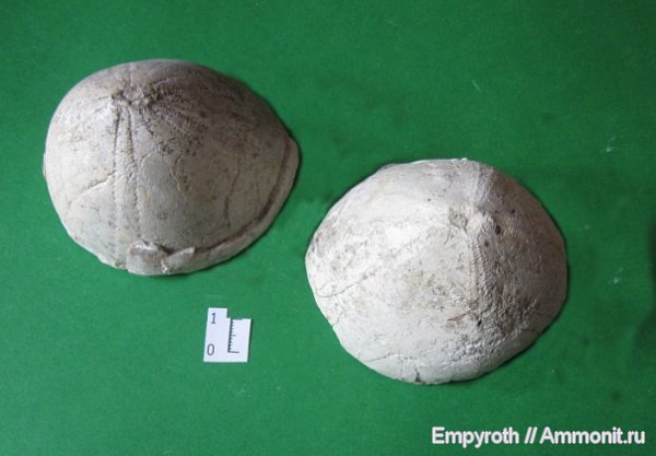 морские ежи, Крым, Echinocorys, Echinocorys ovatus