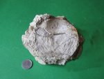 Nummulites poligyratus