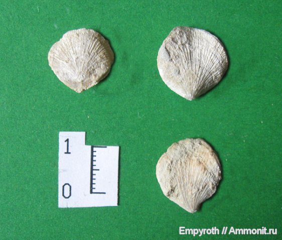 брахиоподы, Крым, Terebratulida, Symphythyris