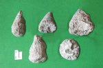 Одиночные кораллы
