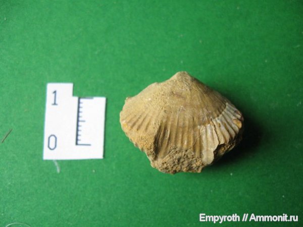 брахиоподы, Крым, Rhynchonellida, Belbekella, Cyclothyris