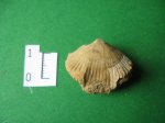 Belbecella ct airgulensis