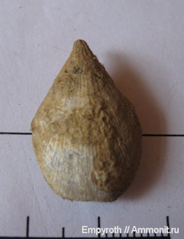 брахиоподы, Symphythyris neocomensis, Terebratulida, Symphythyris