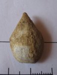 Symphithiris neocomensis
