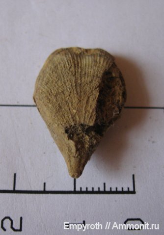 брахиоподы, Крым, Symphythyris neocomensis, Terebratulida, Symphythyris