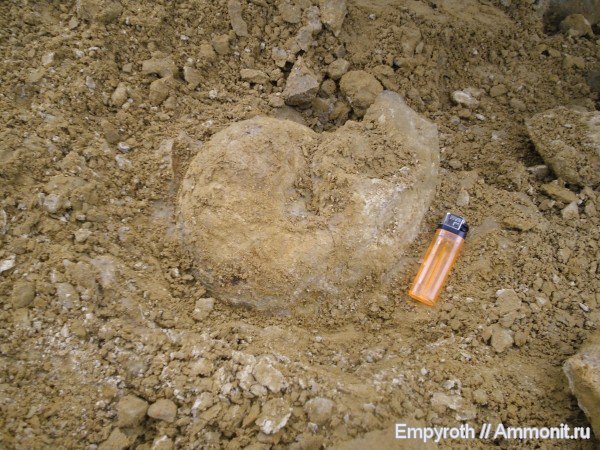 наутилусы, Крым, готерив, Cymatoceras, fossil hunting, Hauterivian, нижний готерив
