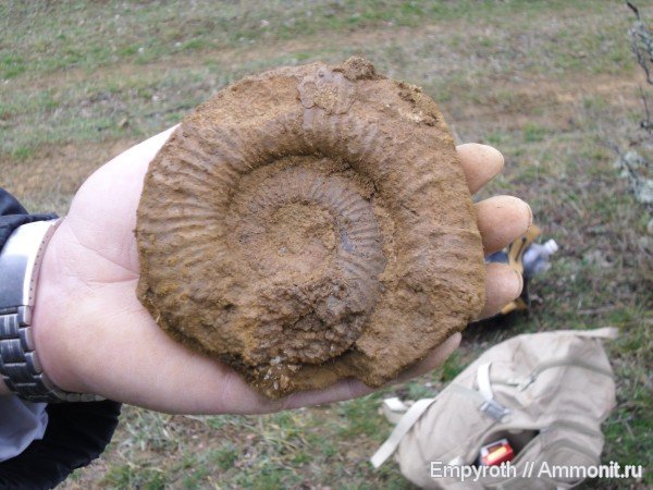 аммониты, гетероморфные аммониты, Крым, готерив, fossil hunting, Hauterivian, нижний готерив