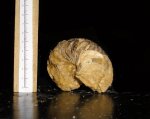 Cymatoceras sp.