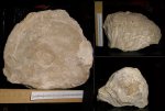 Ostrea sp.