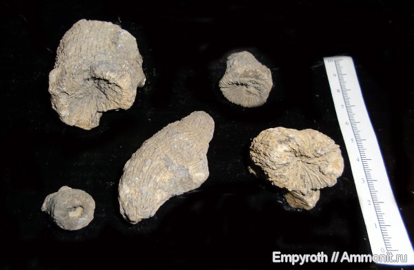 юра, кораллы, Крым, Scleractinia, Jurassic