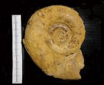 Аммонит Biasaloceras sp.