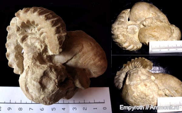 палеоген, Exogyra, Alectrionia, дат, Gryphaeidae