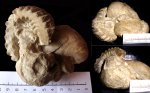 Штуф из известняков датского яруса. Alectrionia sp. Exogyra sp.
