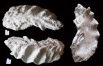 Arctostrea sp