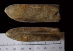 Duvalia lata