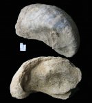Exsogyra sp.