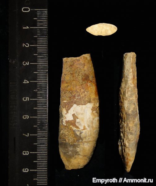 белемниты, мел, баррем, Duvalia, Duvalia lata, Верхоречье, Barremian, Cretaceous, belemnites