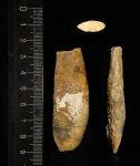 Duvalia lata