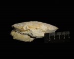 Среднеэоценовый краб семейства Карпилиид Xanthopsis
