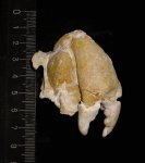 Правая клешня краба Xanthopsis sp.