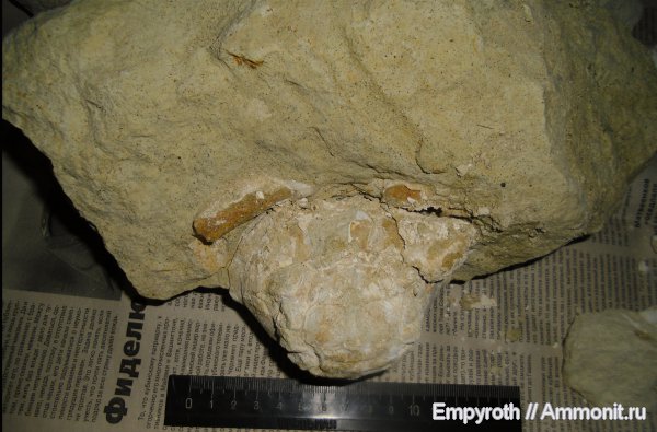 членистоногие, ракообразные, Крым, крабы, десятиногие ракообразные, Palaeocarpilius
