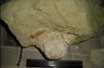 Краб  Palaeocarpilius sp. в блоке среднеэоценового известняка