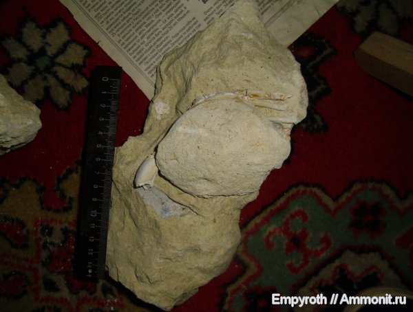 членистоногие, ракообразные, Крым, крабы, десятиногие ракообразные, Palaeocarpilius