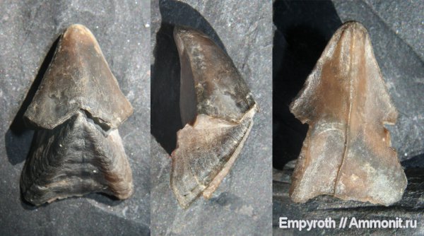 мел, Крым, аптский ярус, ринхолиты, Aptian, Cretaceous