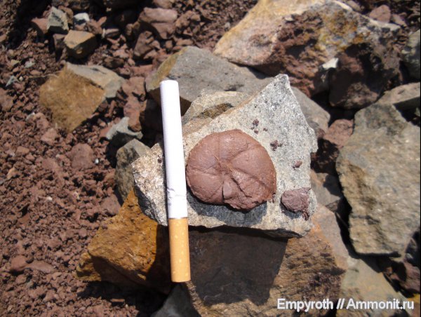 Крым, нижняя юра, Calliphylloceras, Phylloceratidae, тоарский ярус, fossil hunting, Lower Jurassic