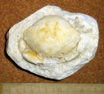 Новая находка Xanthopsis в черте Симферополя