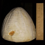 Conoclypus conoideus