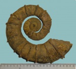 Crioceratites sp.
