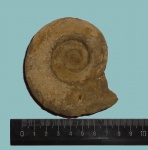 Нижнемеловые Biasaloceras subseqensis