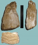 Mammuthus sp.