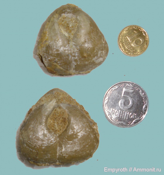 нижний мел, Крым, Pygope janitor, Terebratulida, Pygope, Lower Cretaceous