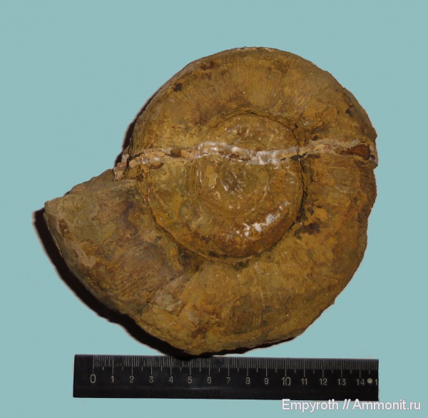 аммониты, нижний мел, Крым, баррем, Ammonites, Lytoceratina, Biasaloceras subsequens, Barremian, Lower Cretaceous