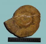Biasaloceras subseqensis с кальцитовой жилой