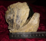 Ostrea sp.