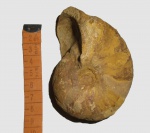 Наутилус Cymatoceras sp.