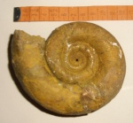 Biasaloceras subseqensis