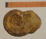 Biasaloceras subseqensis