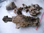 Monachopsis pontica