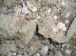 Monachopsis pontica