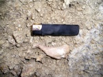 Monachopsis pontica