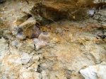 Monachopsis pontica