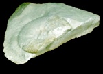 Pachydiscus koeneni