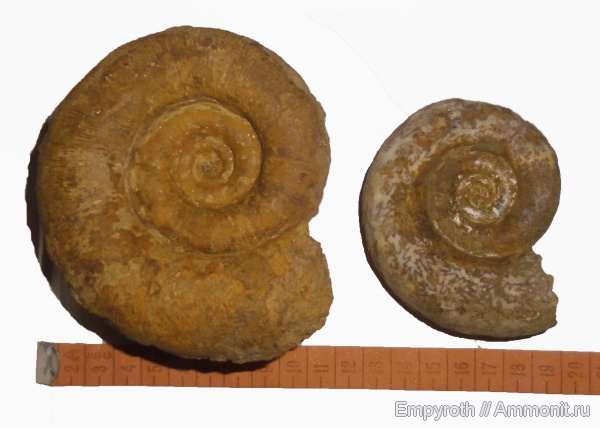 нижний мел, Крым, баррем, Biasaloceras subsequens, Barremian, Lower Cretaceous