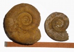 Два Biasaloceras subseqensis