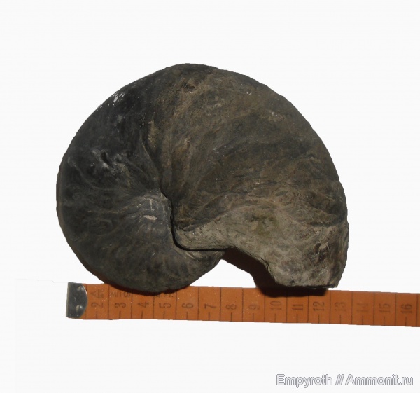 наутилоидеи, нижний мел, Крым, Cymatoceras, Lower Cretaceous